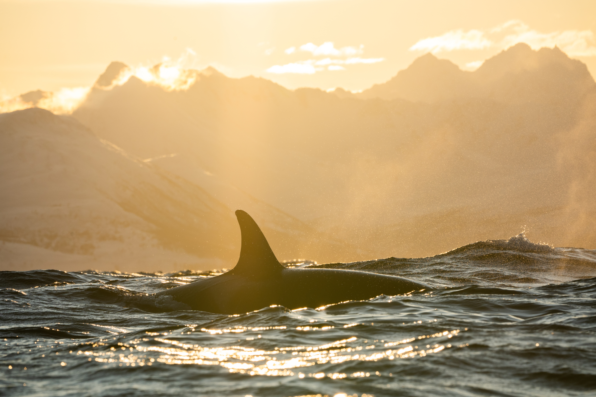 Sunset - orca in the Northern Norway_Ismaele Tortella - Visit Norway